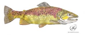 Brown Trout (Salmo trutta)