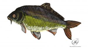 Common Carp