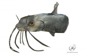 Catfish (Bagrus docmak)
