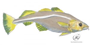 Atlantic Cod (Gadhus Morhua)