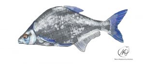 Freshwater Bream (Abramis brama)