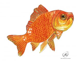 Goldfish (Carassius auratus)