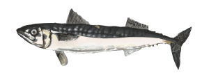 Atlantic Mackerel