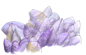 Blue Mussels