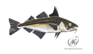 Haddock
