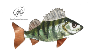 Perch
