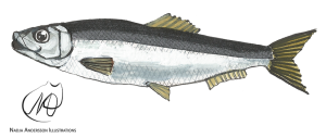 Sprat