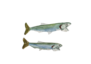 Anchovy
