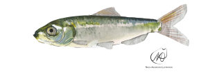 Herring