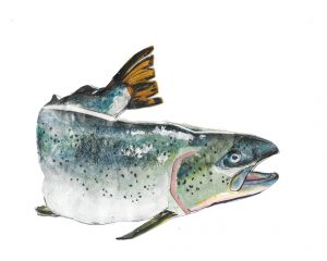 Atlantic Salmon
