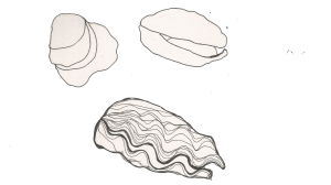 Oysters