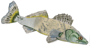 Pike Perch