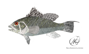 Sea Bass