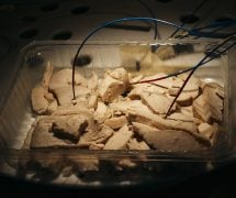 Fiberoptiske temperaturfølere på grillet kylling.
